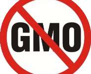 GMOs, Weaponized Foods And Homosexuality