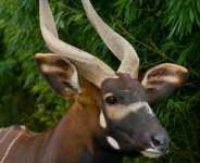 An Antelope Appease