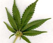 American Presidents and Marijuana Use