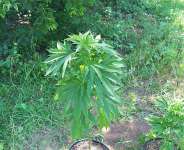 Marijuana: Facts And Effects About Cannabis