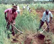 Microfinance And Agricultural Occupation