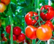 Agribusiness Sector Report: Positive New Developments in the Ghana Agribusiness Sector
