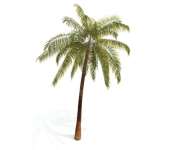 Palm Tree Lessons for Politics