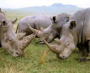 Rhino Population Increase In Assams Kaziranga National Park