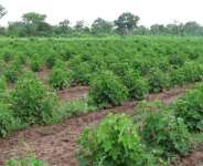Large-scale jatropha plantation with forest in background, Brong Ahafo region,Ghana. Photo by Laura German