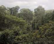 Seeing Is Believing: Why Has NAIMOS Still Not Visited the P. E. Thompson Familys 14-Square-Mile Freehold Rainforest Property in the Atewa Range?