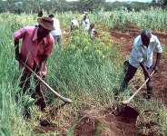 Re-Fixing The Ghanaian Economy: The Role Of Agribusiness