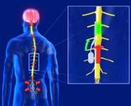 Advancements in Spinal Cord Injury Research
