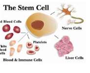 stem cell