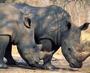 Africa And Poaching