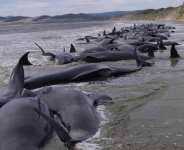 Jubilee Field, ‘ten Project’ & The Dying Whales
