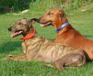 28-Year Old Pepper-Soup Seller Arrested For Stealing Neigbours Dogs