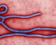 Ebola Disease and the cost of Dishonesty
