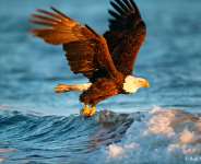 Copy that EAGLE!