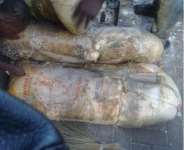 Are African germs truly not harmful?