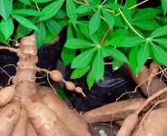 Cassava: Africa’s Hidden Goldmine for SMEs