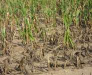 Where are the Corn, Rice and Poultry?