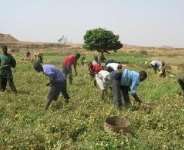 Renewable Energy: A Solution To Farmers Grief In Ghana