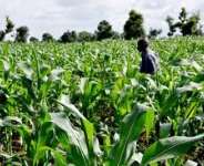 Nigeria Needs Robust Agriculture and Food Security Policies Urgently