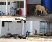Goats Take Over The Pwalugu Tomato Factory, Whiles Northern Brothers Wage In Needless Conflicts