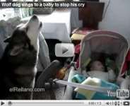 Dog sings a lullaby to soothe crying baby