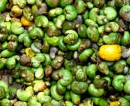 Harnessing The Power Of Cashew And Mango Plantations For River Flows, Climate Resilience, And Community Livelihoods In Ghana