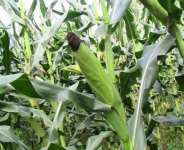 Planting For Food And Jobs: The Case of Poor Warehousing.