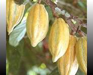 Cocoa smuggling: thinking the unthinkable