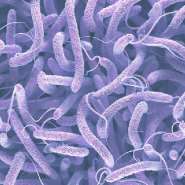 Beware of diseases and snakebites — GHS issues public health alert over rainy season risks