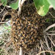 One dead, fire officer hospitalised after bee attack at Quarry Site inSokode Gbogame