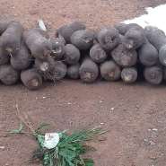 Dambaitraditionalauthoritiesperform rites toofficially open 2026 new yam trading season