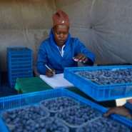 Zimbabwe is Africas third-largest blueberry producer.  By Jekesai NJIKIZANA (AFP)