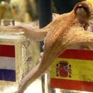 Paul the octopus has predicted that Spain will beat the Netherlands to win the 2010 World Cup.