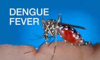 730201913615-k5fri7t2h0-dengue-mosquito-16-x-9