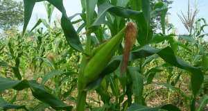 National Farmers’ Day: Reflection On Agriculture Sector Policy