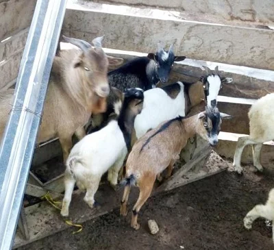 Farmers lament how thieves allegedly drug goats with tramadol before stealing them in Aboso