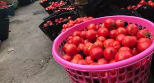 A/R: Kumasi tomato traders push for revival of local tomato industry