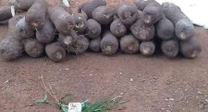 Dambaitraditionalauthoritiesperform rites toofficially open 2026 new yam trading season