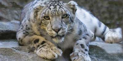 A Glimpse into the Ghost of the Mountains — The Elusive Snow Leopard
