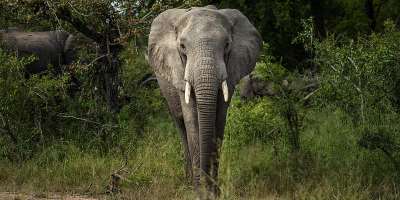 A savanna elephant in Kruger National Park, South Africa. While the animals remain endangered, scientists have seen some elephant populations in southern Africa rebound following dedicated conservation efforts. - AP - Jerome Delay
