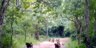 Let guard environment to protect wildlife from becoming extinct—Wildlife Division to Ghanaians