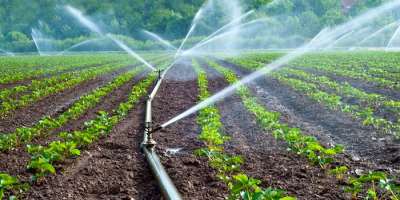 Rainfed Agriculture Versus Irrigation Farming