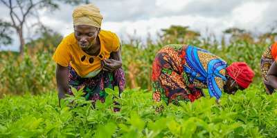 Agriculture policies must benefit smallholder farmers, says Development Consultant