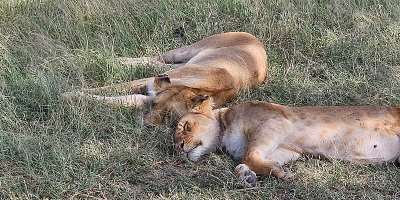 From Ghana to Kenya: The Best African Safari Destinations