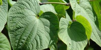 Vanuatu Kava: A Natural Remedy for Stress and Anxiety