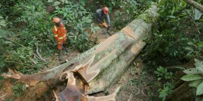 Illegal Loggers cutting the trunk of a falling tree