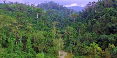 CSOs consider civil action against gov't over alleged destruction of protected forests