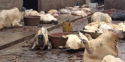 Aggrieved butchers reject increment of slaughter fees, threaten street protest
