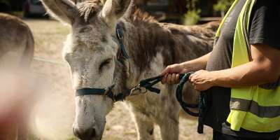 A patient with mental health conditions participates in a therapy session involving donkeys at a psychiatric hospital in Neuilly-sur-Marne, in the eastern suburbs of Paris, on May 29, 2026. -  Thomas Padilla, AP