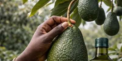 An avocado tree